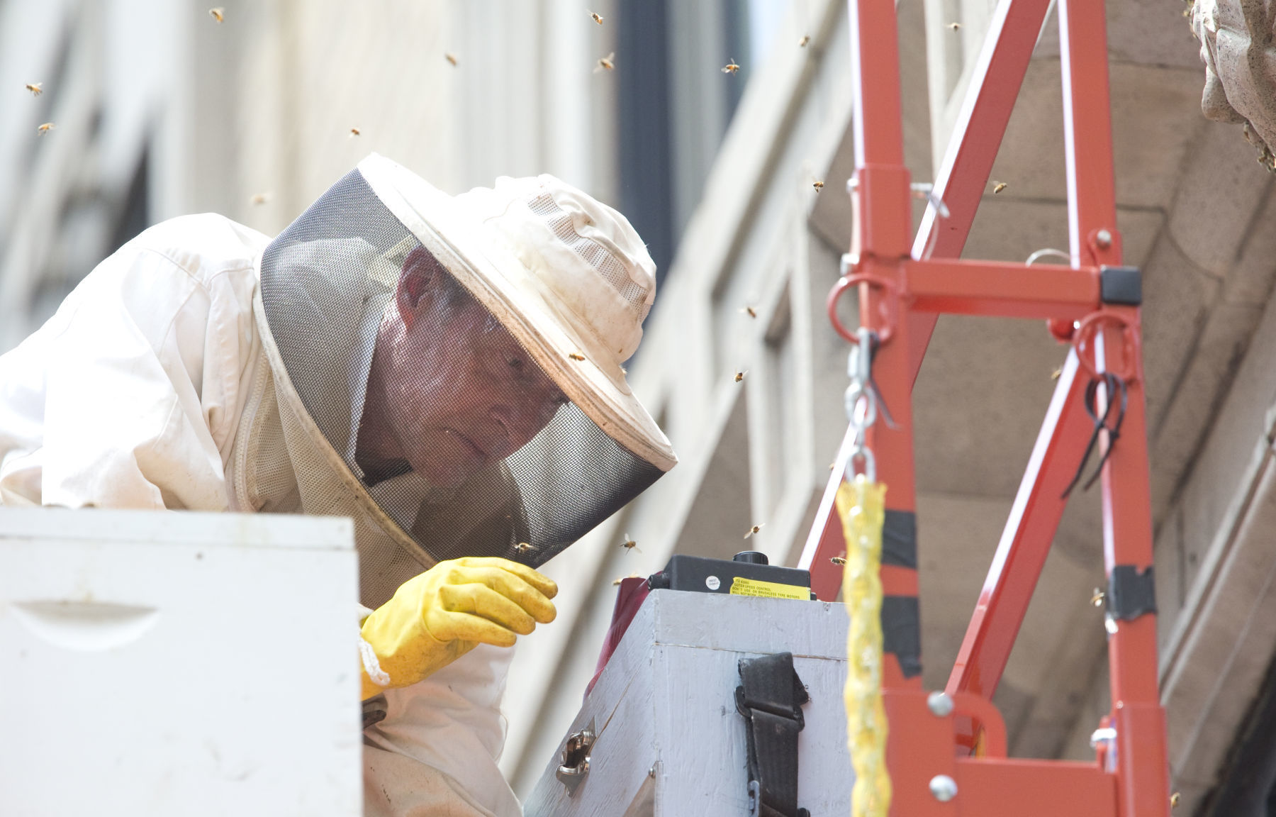 Honeybee removal